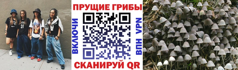 закладка  Дыгулыбгей  Псилоцибиновые грибы Cubensis 